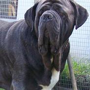 Mastino napolitano