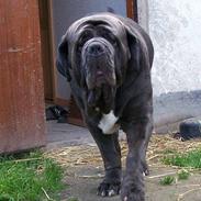 Mastino napolitano