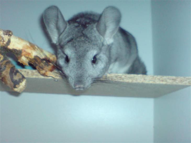Chinchillaerne - Nysgerrig billede 0
