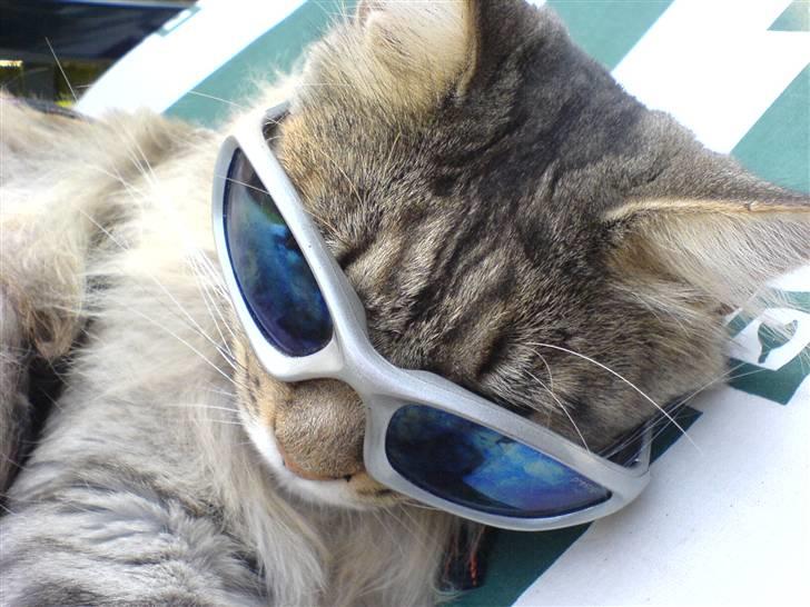 Verdens sejeste kat billede 1