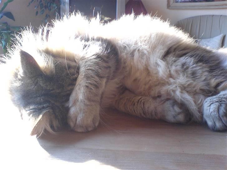 Verdens sejeste kat billede 2