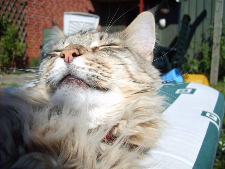 Verdens sejeste kat billede 4