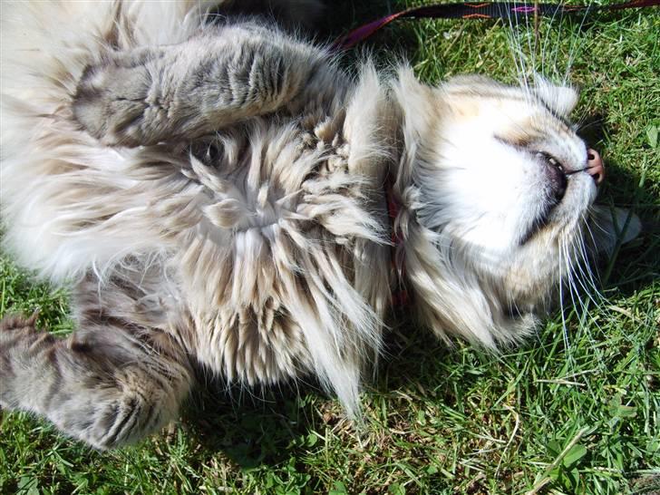 Verdens sejeste kat billede 6