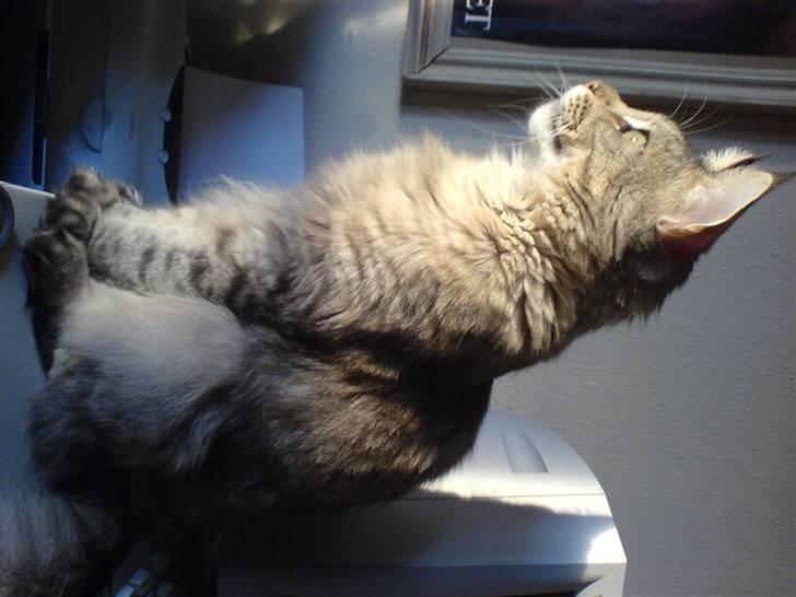 Verdens sejeste kat billede 7