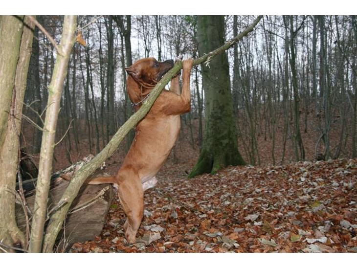 {{currentPhoto.altText}} billede {{currentPhoto.number}}