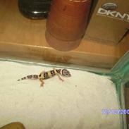 Leopard gecko