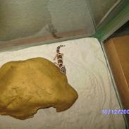 Leopard gecko