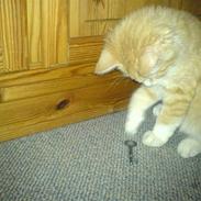 Mig, christina og vores katte killing