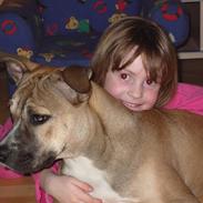 Amstaff 