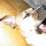 Amstaff 