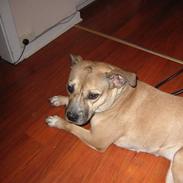 Amstaff 