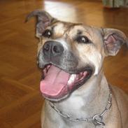 Amstaff 
