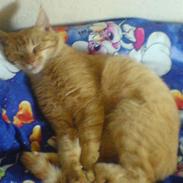 Hvad jeg bruger det meste af min tid på..