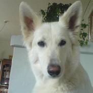 Hvad jeg bruger det meste af min tid på..