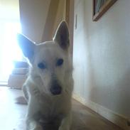 Hvad jeg bruger det meste af min tid på..