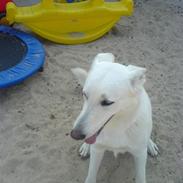 Hvad jeg bruger det meste af min tid på..