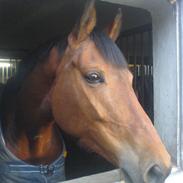 Hvad jeg bruger det meste af min tid på..