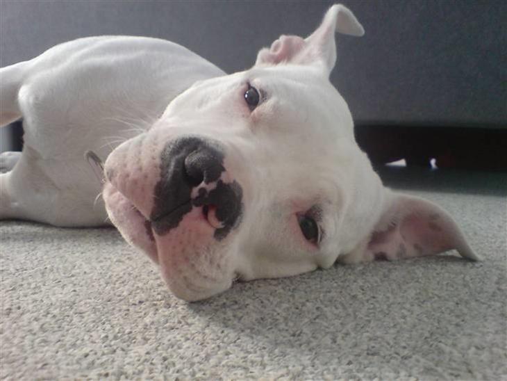 {{currentPhoto.altText}} billede {{currentPhoto.number}}