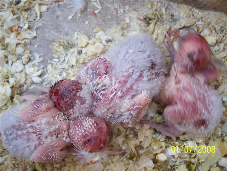 Fugle  - 3 af i alt 5 undulat unger der blev hakket ihjel af forældrene billede 22