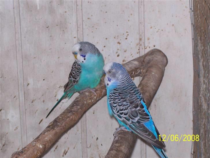 Fugle  - Turkis (tv) , blå (th) (hanner) billede 32
