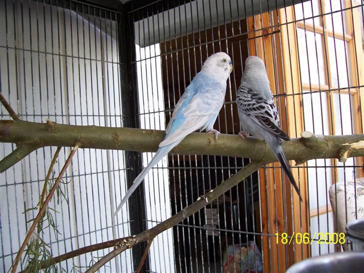 Fugle  - Det her undulat par fik 7 unger der alle overlevede, iøvrigt deres første unger... sååå det fint fint..

den grå hun er død desværre. billede 33