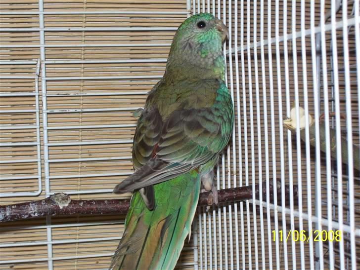 Fugle  - Sangparakit han, en ca 3 mdr unge billede 34