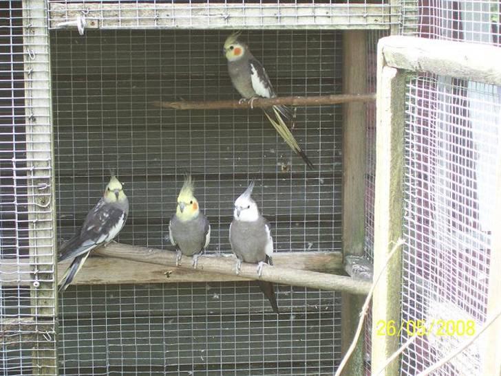 Fugle  - Lidt forskellige nymfe parakitter aka nymfe kakaduer.
der er 2 perlet, 1 hvidhoved og en ganske alm :D billede 36