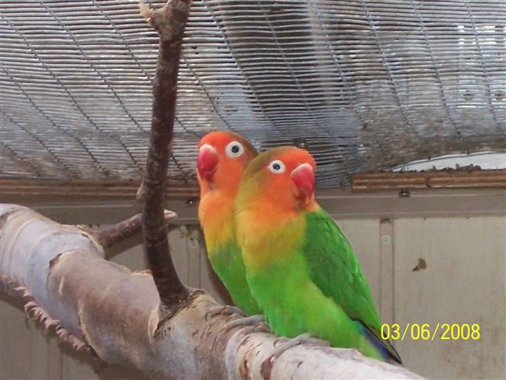 Fugle  - Rødhovede dværg papegøjer billede 38
