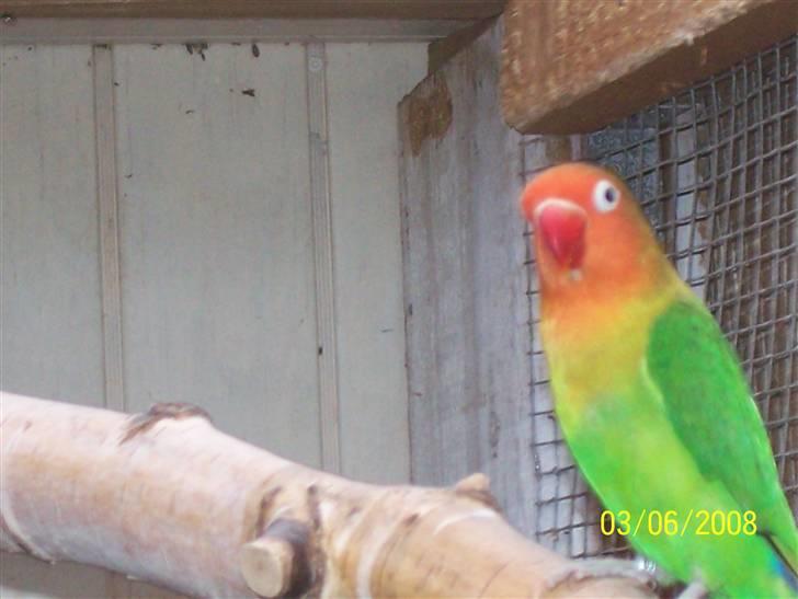 Fugle  - Rødhoved dværg papegøje billede 20