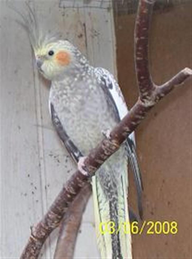 Fugle  - Perlenymfe parakit (han) billede 39