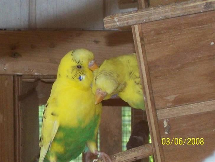 Fugle  - Så pudses der fjer..  :D billede 40