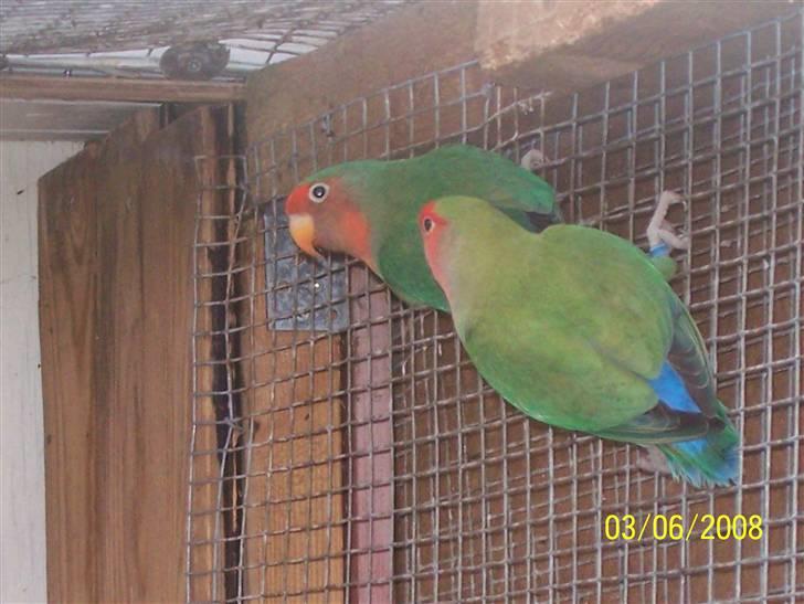 Fugle  - Rosenhovede Dværgpapegøjer billede 41