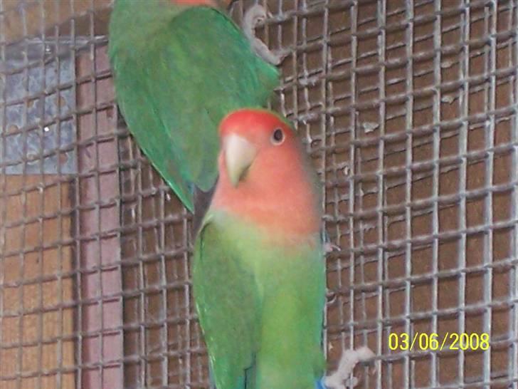 Fugle  - Rosenhovedet Dværgpapegøjer billede 21