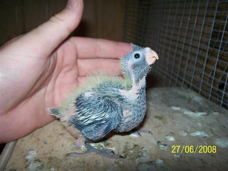 Fugle  - Lige ude og kigge..  (nymfe unge)  billedet er taget 27-7-08 billede 43