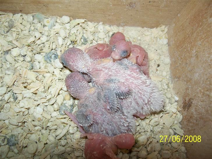 Fugle  - 4 af ialt 9 undulat unger i kasserne lige nu..  billedet er taget 27-7-08 billede 44