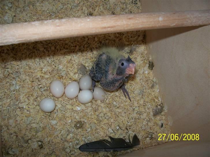 Fugle  - Nymfeunge. billede 45