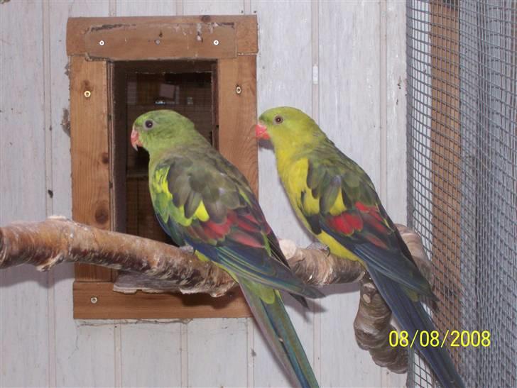 Fugle  - Bjergparakitter billede 46