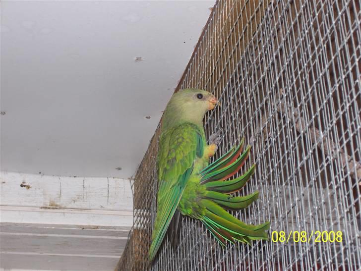 Fugle  - Barraband unge fra i år (tilsalg til volier) billede 47