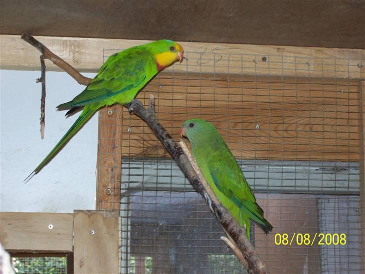 Fugle  - Barraband par. (han med gult) billede 48