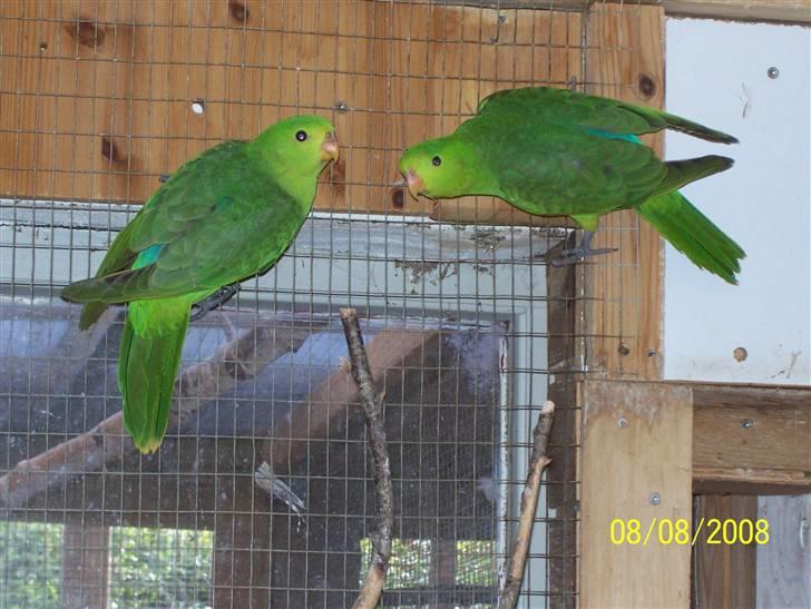 Fugle  - Rødvinget parakitter, unger fra 08 billede 49