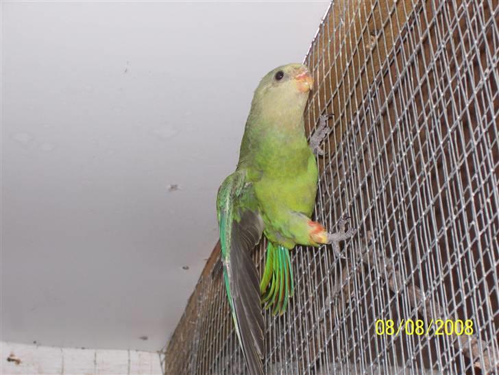 Fugle  - Barraband unge fjoller rundt. billede 50