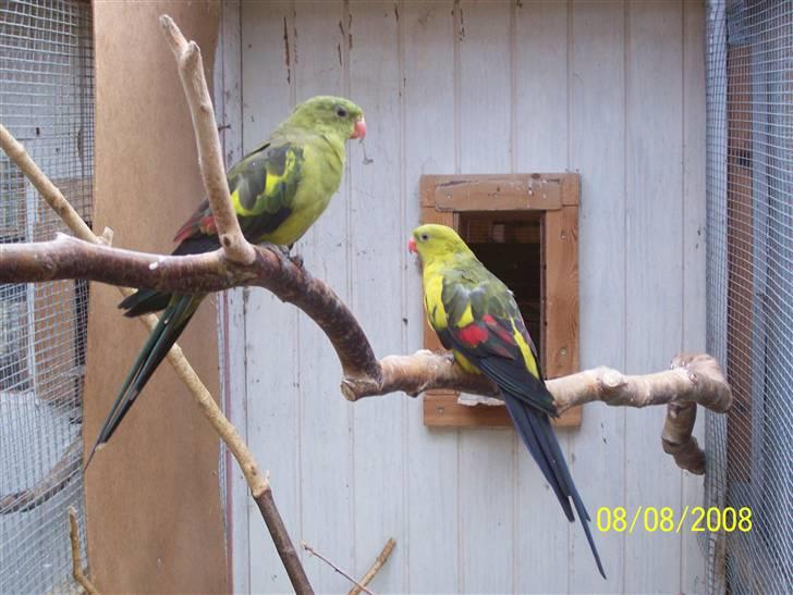 Fugle  - Bjergparakitter. billede 51