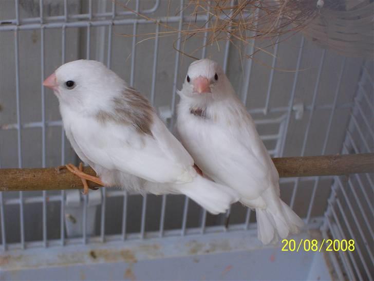 Fugle  - Hvide zebra finke unger af krid hvide forældre.. billede 52