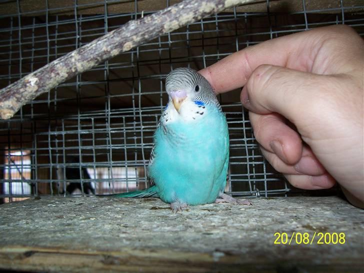 Fugle  - Undulat unge, skal lige nusses. billede 54