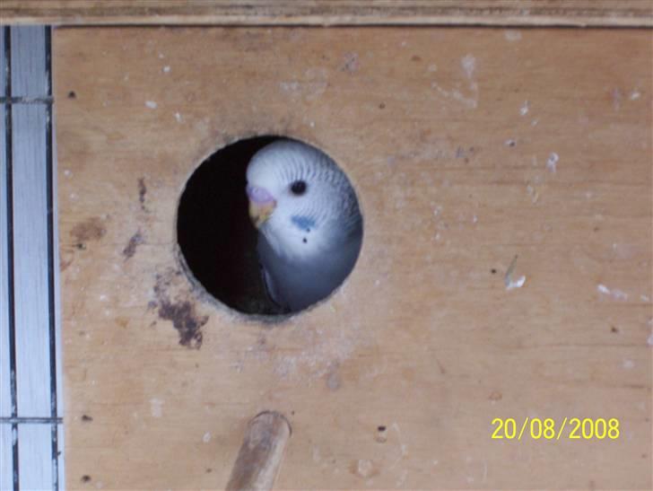 Fugle  - Undulat unge kigger ud af kassen. billede 55