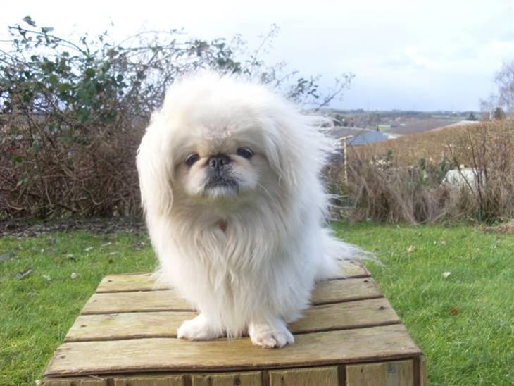 {{currentPhoto.altText}} billede {{currentPhoto.number}}