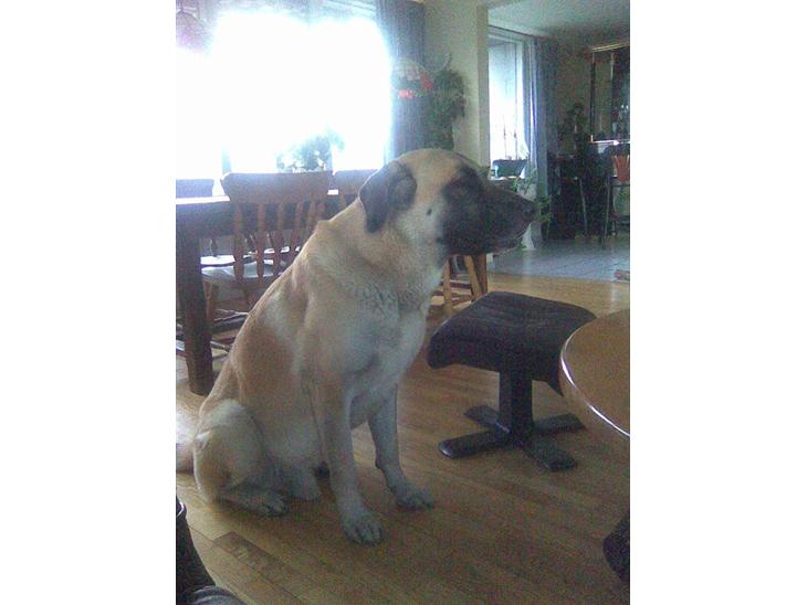 {{currentPhoto.altText}} billede {{currentPhoto.number}}