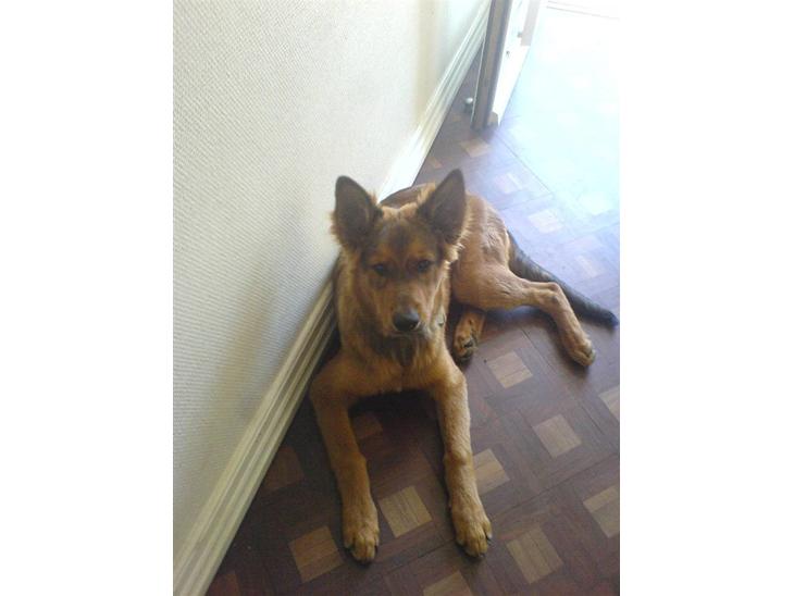 {{currentPhoto.altText}} billede {{currentPhoto.number}}