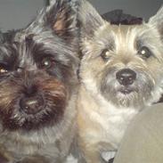 Her er mine vovser hehe 