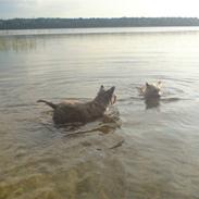 Her er mine vovser hehe 